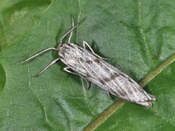 Lerautia bifasciata Rbr adulte - Philippe Mothiron