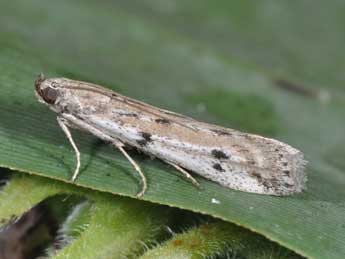 Phycitodes binaevella Hb. adulte - Philippe Mothiron