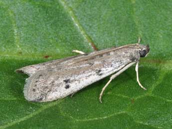 Phycitodes binaevella Hb. adulte - Philippe Mothiron