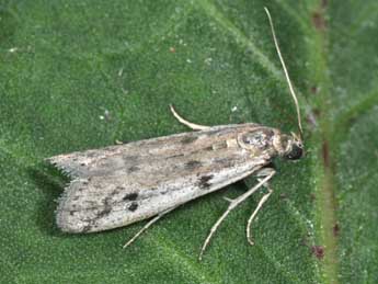 Phycitodes binaevella Hb. adulte - Philippe Mothiron