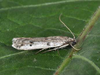 Phycitodes binaevella Hb. adulte - Philippe Mothiron