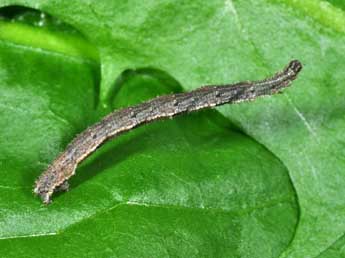  Chenille de Idaea biselata Hfn. - ©Philippe Mothiron