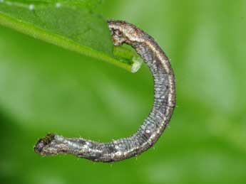  Chenille de Idaea biselata Hfn. - ©Philippe Mothiron