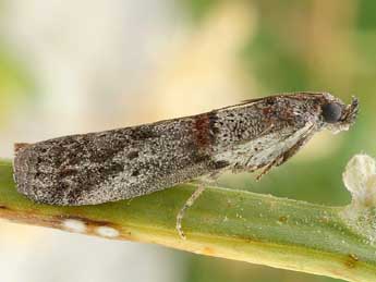 Acrobasis bithynella Z. adulte - ©Friedmar Graf