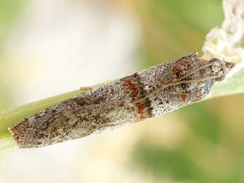 Acrobasis bithynella Z. adulte - ©Friedmar Graf