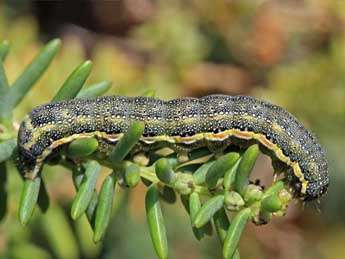  Chenille de Lacanobia blenna Hb. - ©Jean-Paul Coat