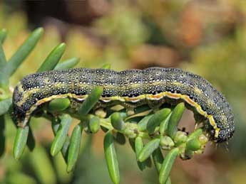  Chenille de Lacanobia blenna Hb. - Jean-Paul Coat