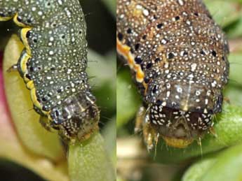  Chenille de Lacanobia blenna Hb. - ©Jean-Paul Coat