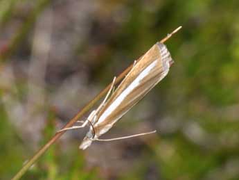 Catoptria bolivari Agjo adulte - Philippe Mothiron