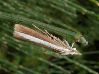 Catoptria bolivari Agjo adulte - ©Tristan Lafranchis