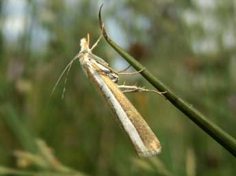 Catoptria bolivari Agjo adulte - ©Jean-Pierre Lamoline