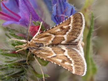 Synaphe bombycalis D. & S. adulte - ©Daniel Morel