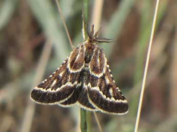 Synaphe bombycalis D. & S. adulte - Jean-Pierre Lamoline