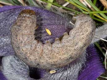  Chenille de Polia bombycina Hfn. - ©Wolfgang Wagner, www.pyrgus.de