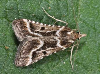 Stemmatophora borgialis Dup. adulte - Philippe Mothiron