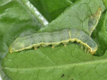  Chenille de Mamestra brassicae L. - Philippe Mothiron