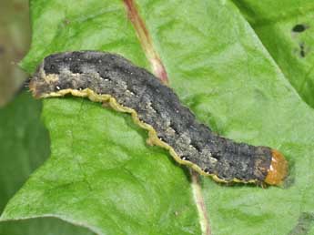  Chenille de Mamestra brassicae L. - Philippe Mothiron