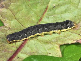  Chenille de Mamestra brassicae L. - ©Philippe Mothiron