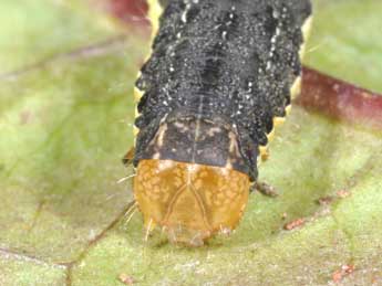  Chenille de Mamestra brassicae L. - Philippe Mothiron