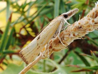 Agriphila brioniella Zerny adulte - Friedmar Graf