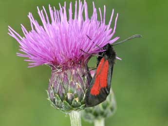 Zygaena brizae Esp. adulte - Philippe Mothiron