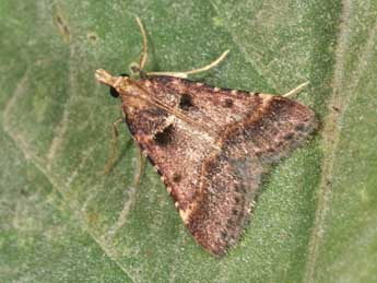 Stemmatophora brunnealis Tr. adulte - ©Philippe Mothiron