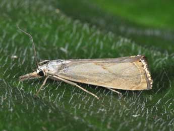 Xanthocrambus caducellus Mll.-Rtz adulte - ©Philippe Mothiron