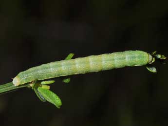  Chenille de Ammoconia caecimacula D. & S. - Philippe Mothiron