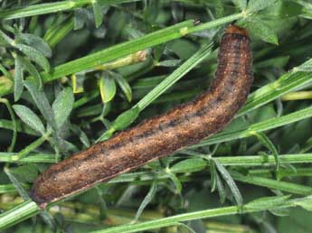  Chenille de Ammoconia caecimacula D. & S. - ©Philippe Mothiron