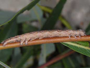  Chenille de Drasteria cailino Lefebvre - ©Wolfgang Wagner, www.pyrgus.de