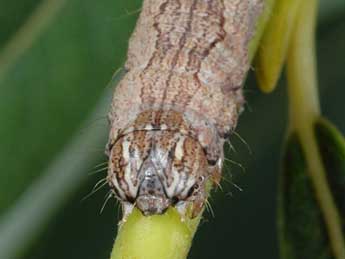  Chenille de Drasteria cailino Lefebvre - ©Wolfgang Wagner, www.pyrgus.de