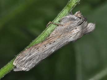 Cucullia calendulae Tr. adulte - Philippe Mothiron