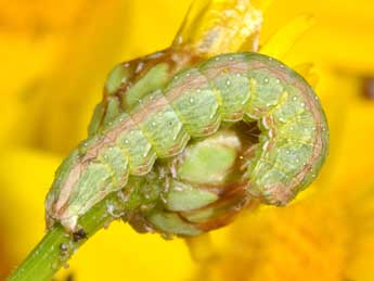  Chenille de Cucullia calendulae Tr. - ©Philippe Mothiron