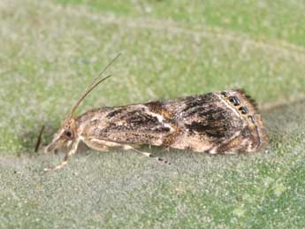 Euchromius cambridgei Z. adulte - Philippe Mothiron