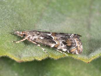 Euchromius cambridgei Z. adulte - Philippe Mothiron