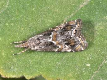 Euchromius cambridgei Z. adulte - Philippe Mothiron