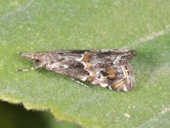 Euchromius cambridgei Z. adulte - Philippe Mothiron