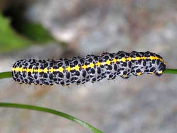  Chenille de Cucullia campanulae Frr - ©Wolfgang Wagner, www.pyrgus.de