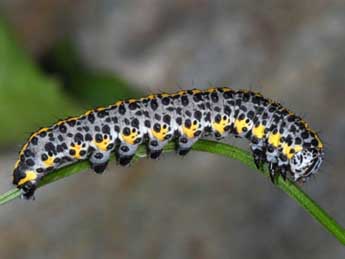  Chenille de Cucullia campanulae Frr - ©Wolfgang Wagner, www.pyrgus.de