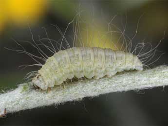  Chenille de Eublemma candidana F. - Wolfgang Wagner, www.pyrgus.de