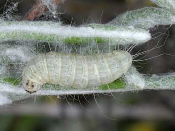  Chenille de Eublemma candidana F. - Wolfgang Wagner, www.pyrgus.de