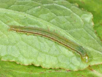  Chenille de Pseudeustrotia candidula D. & S. - Philippe Mothiron