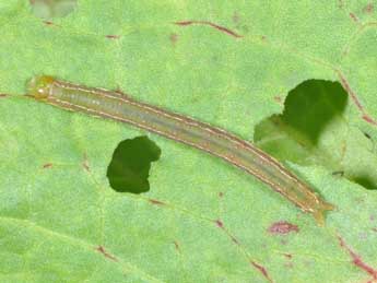  Chenille de Pseudeustrotia candidula D. & S. - Philippe Mothiron