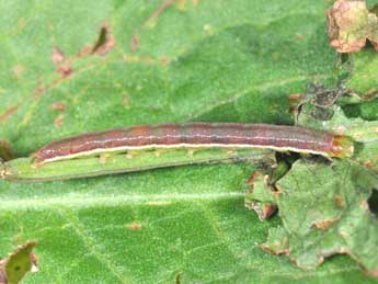  Chenille de Pseudeustrotia candidula D. & S. - Philippe Mothiron