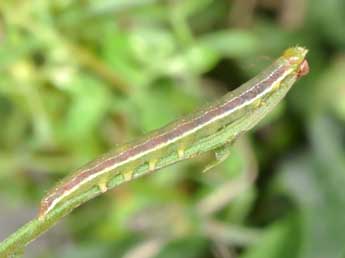  Chenille de Pseudeustrotia candidula D. & S. - Philippe Mothiron