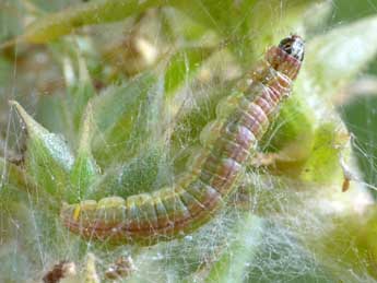  Chenille de Gymnancyla canella D. & S. - ©Patrick Clement