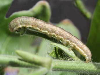  Chenille de Hecatera cappa Hb. - ©Emmanuel Ruiz