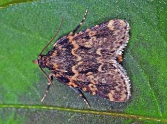 Aglossa caprealis Hb. adulte - Philippe Mothiron