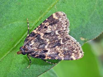 Aglossa caprealis Hb. adulte - Philippe Mothiron