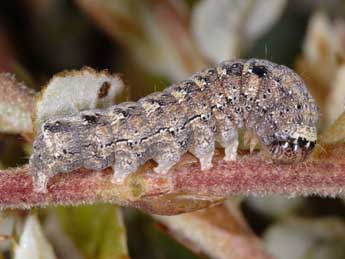  Chenille de Dryobotodes carbonis Wagner - ©Wolfgang Wagner, www.pyrgus.de